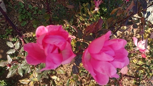 DSC_0477.JPG