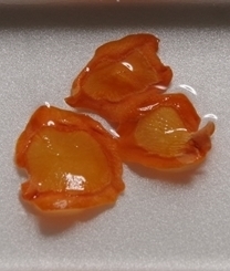 IMGP0497.JPG