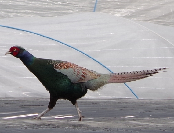 IMGP0549 - コピー - コピー.JPG