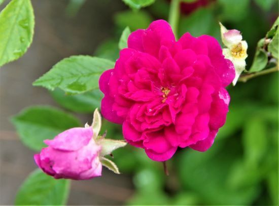 IMGP1026.jpg
