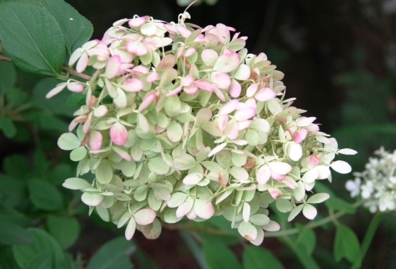 IMGP2130.JPG