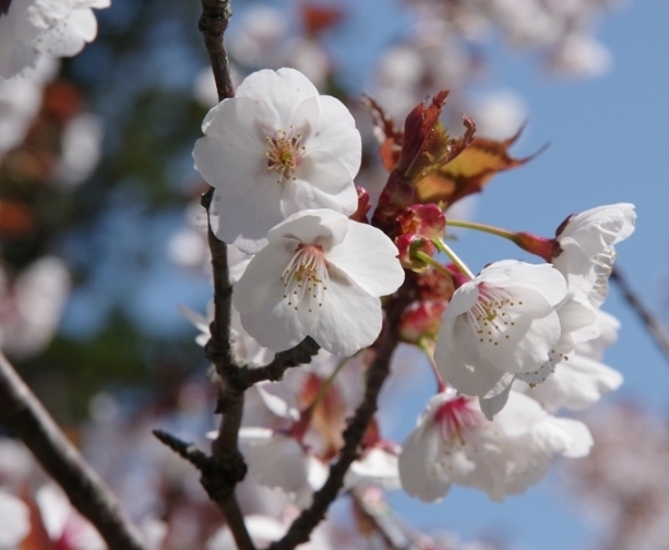 IMGP3050 - コピー.JPG