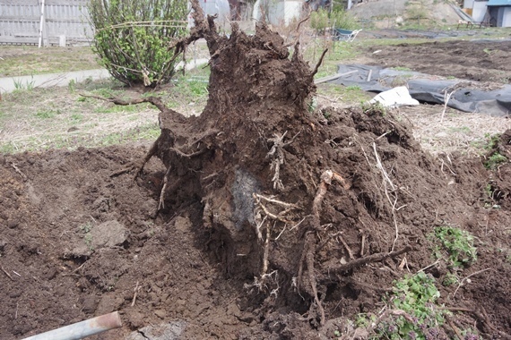 IMGP6910.JPG