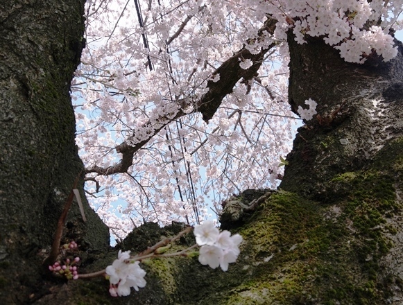 IMGP7010.JPG